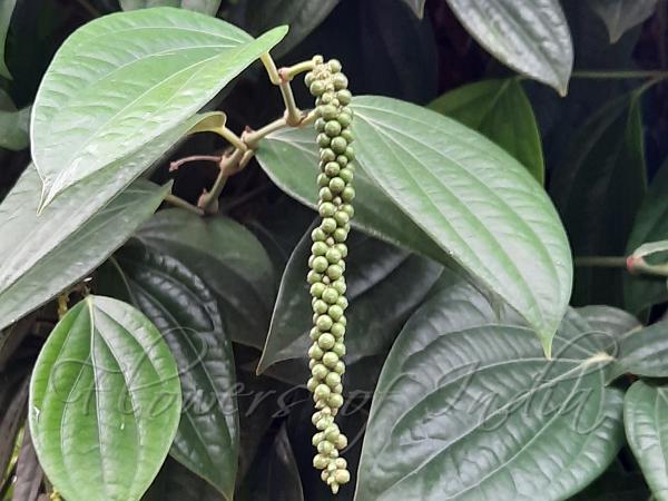 Black Pepper